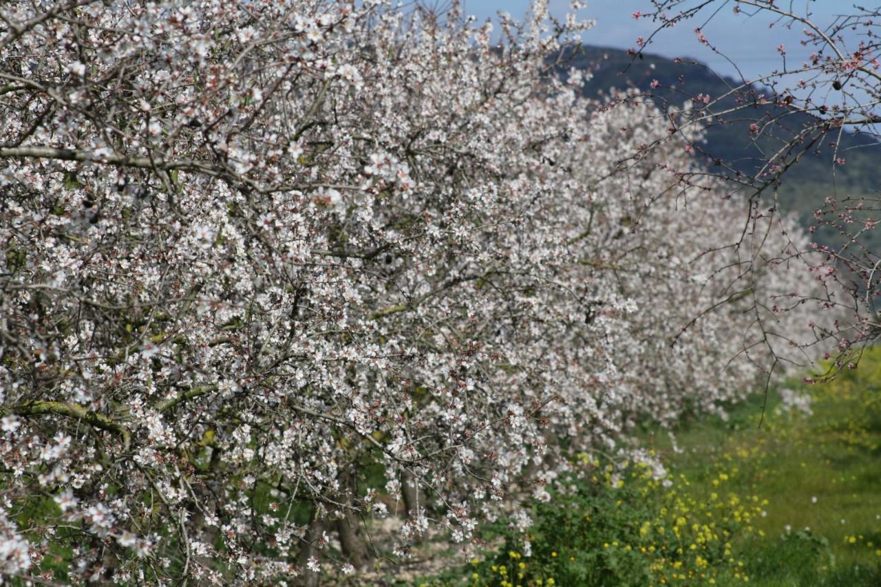 108 Finca Son Morey Tarongers Etv14340 By Mallorca Charme Кан Пикафорт Екстериор снимка